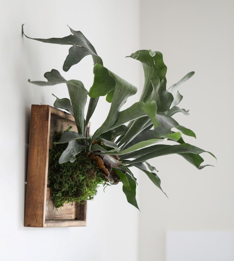 Staghorn-Fern